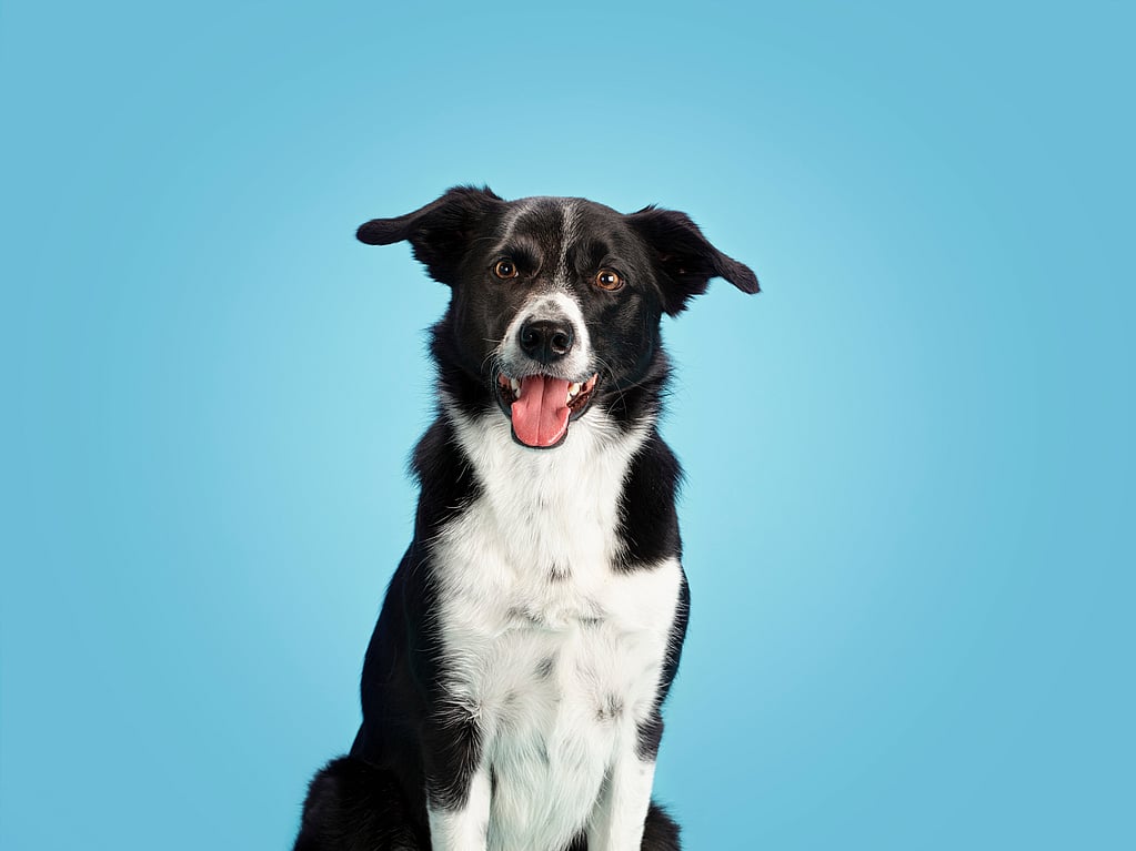 Um cachorro preto e branco com a língua para fora.