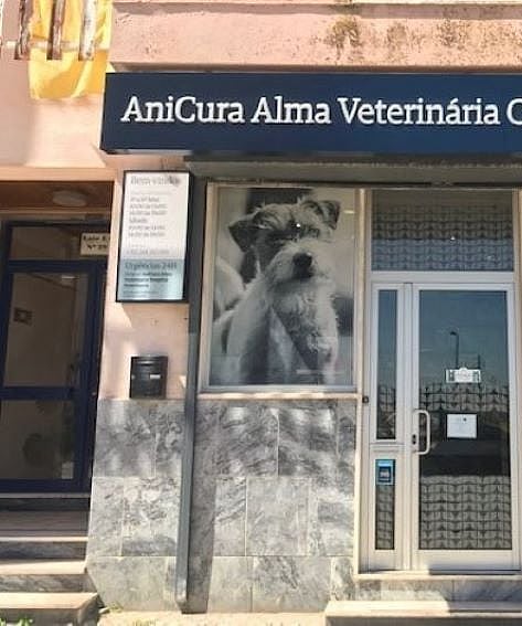 cão grande a dar pata à veterinária