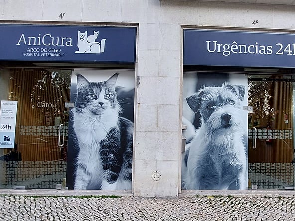 Um prédio com janelas com cães e gatos.