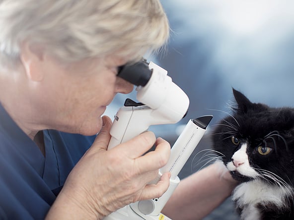 Uma pessoa usando um microscópio para verificar os olhos de um gato.