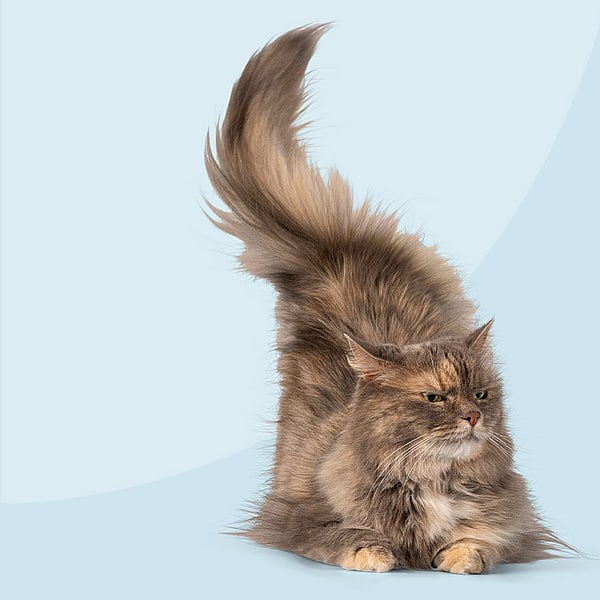 Um gato com uma cauda fofa.
