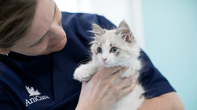 Uma pessoa segurando um gato.