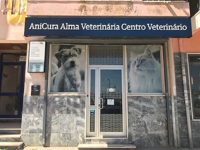 cão grande a dar pata à veterinária