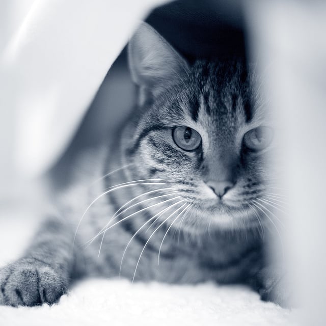 gato com riscas escondido