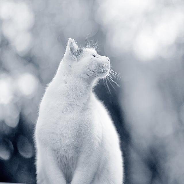 gato branco