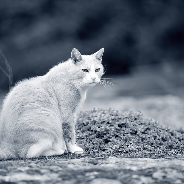 gato branco