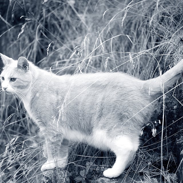 Um gato em pé em uma rocha.
