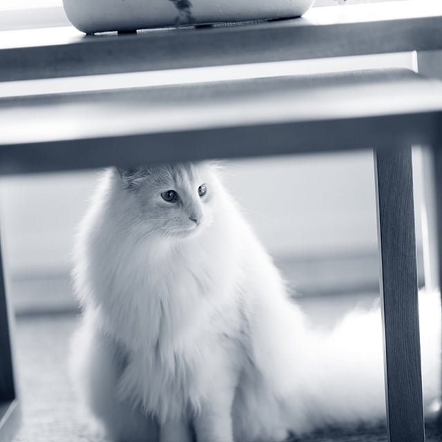 gato branco debaixo da mesa