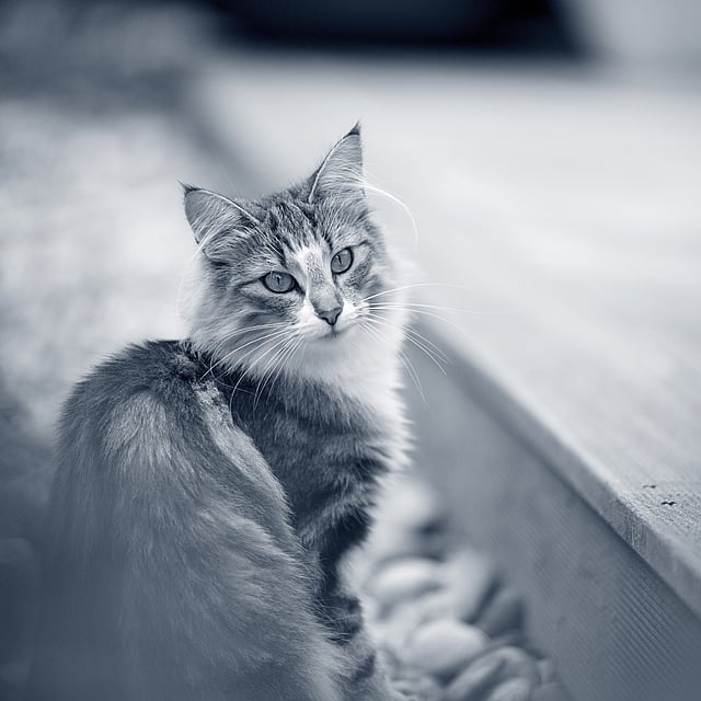 gato branco e negro