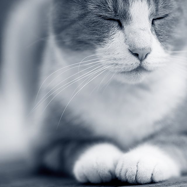 gato olhos fechados
