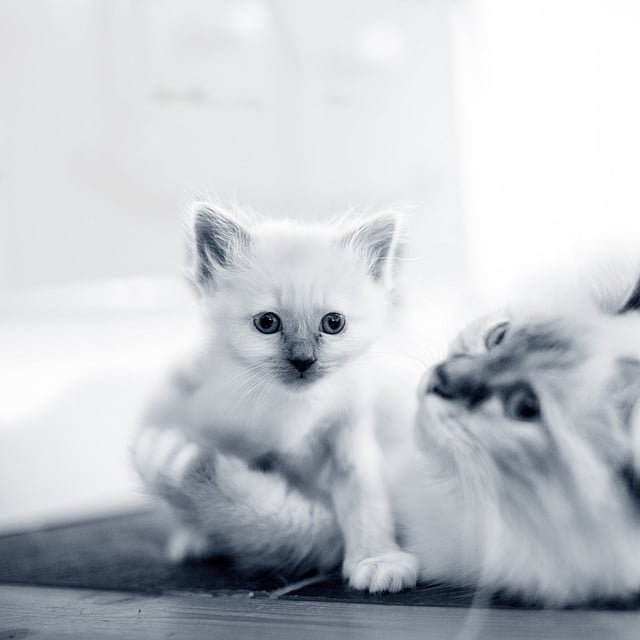 Um gato e um gatinho deitados no chão.