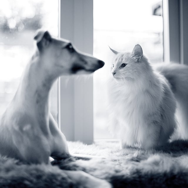 Um cão e um gato que olham um ao outro.