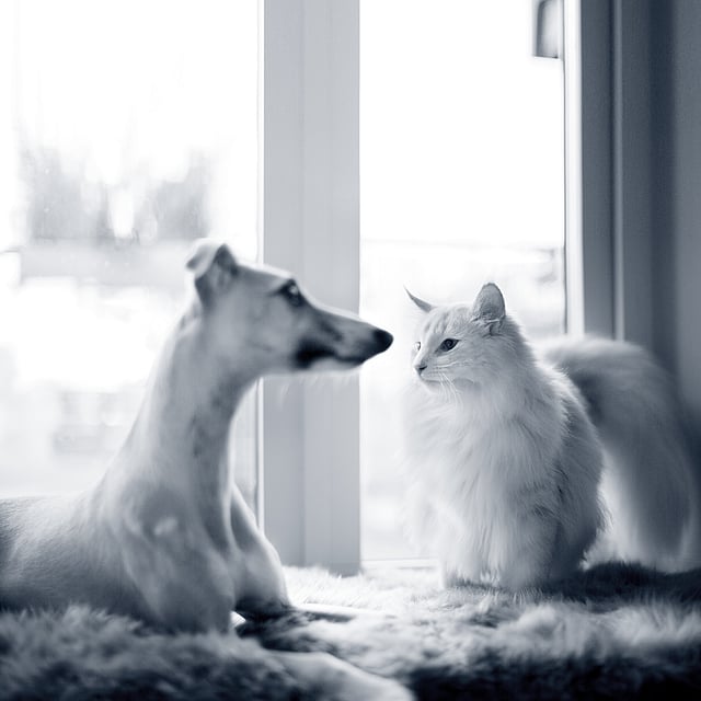 Um cão e um gato que olham um ao outro.