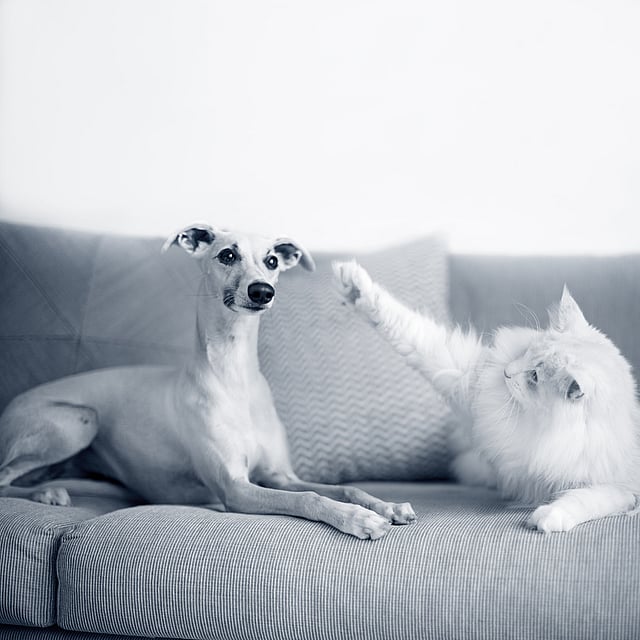 Um cão e um gato em um sofá.