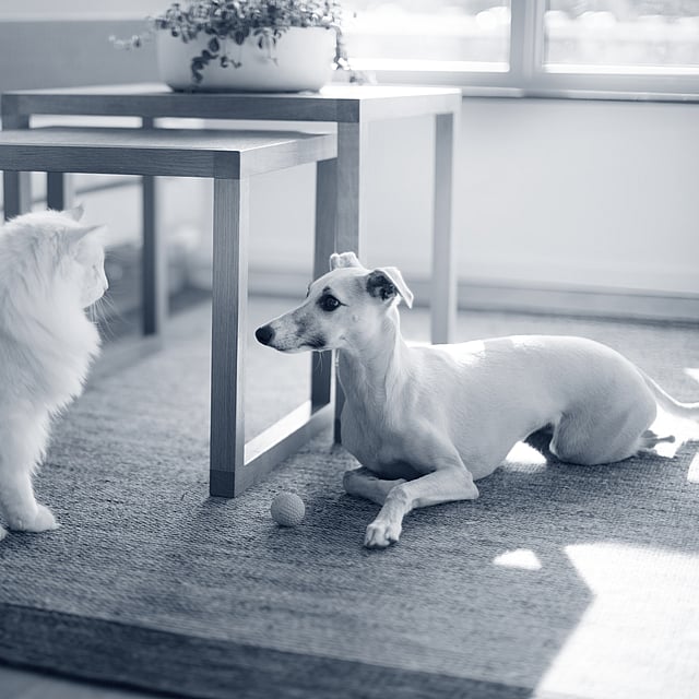 Um gato e um cachorro em um tapete.