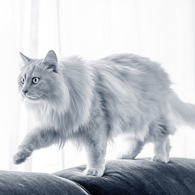 Um gato andando em um sofá.