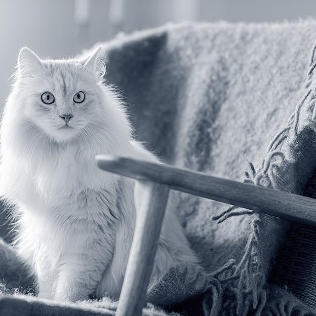 gato branco