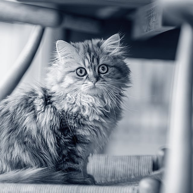 Um gato sentado em uma cadeira.