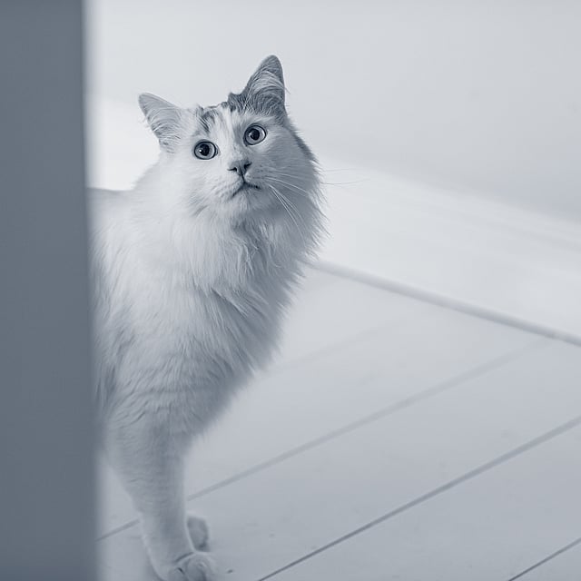 Um gato em pé em um piso de madeira.