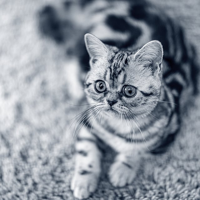 Um gato deitado no tapete.