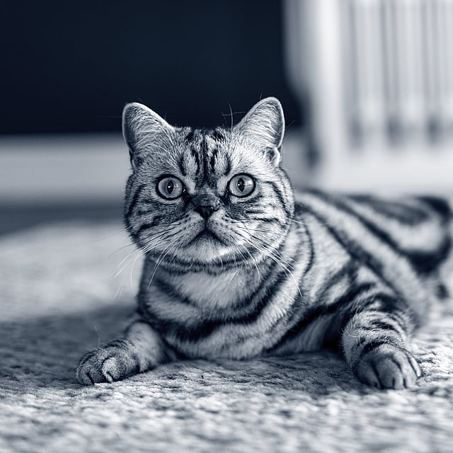 gato british shorthair