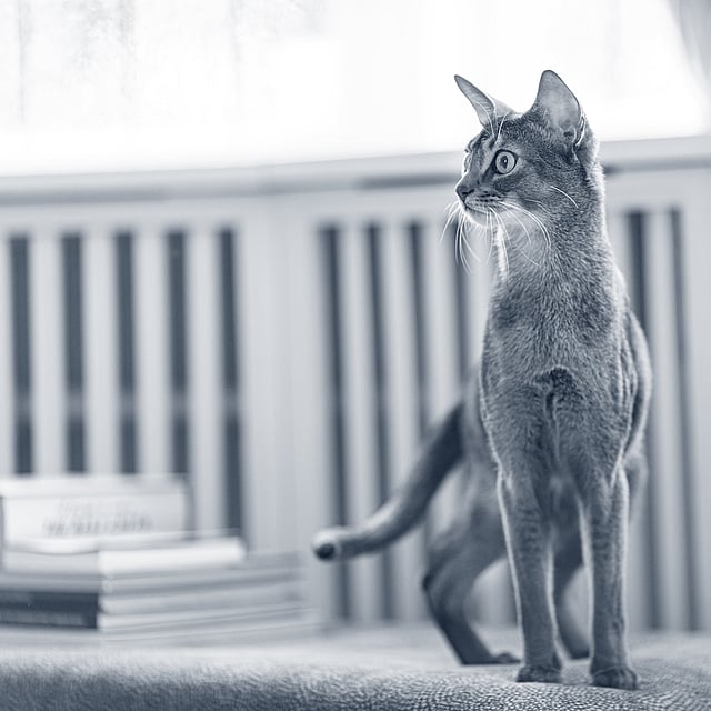 Um gato em pé em uma borda.