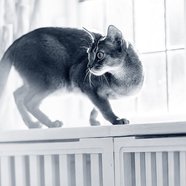 Um gato em pé em uma prateleira.