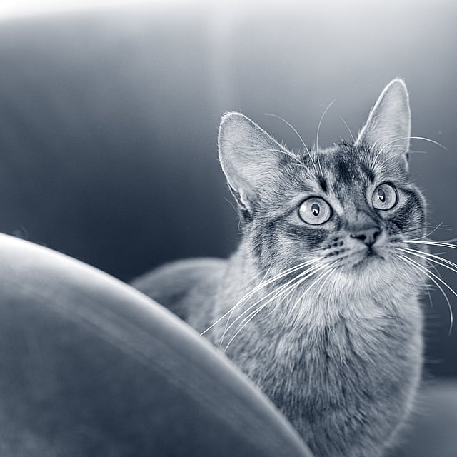 Um gato olhando para a câmera.