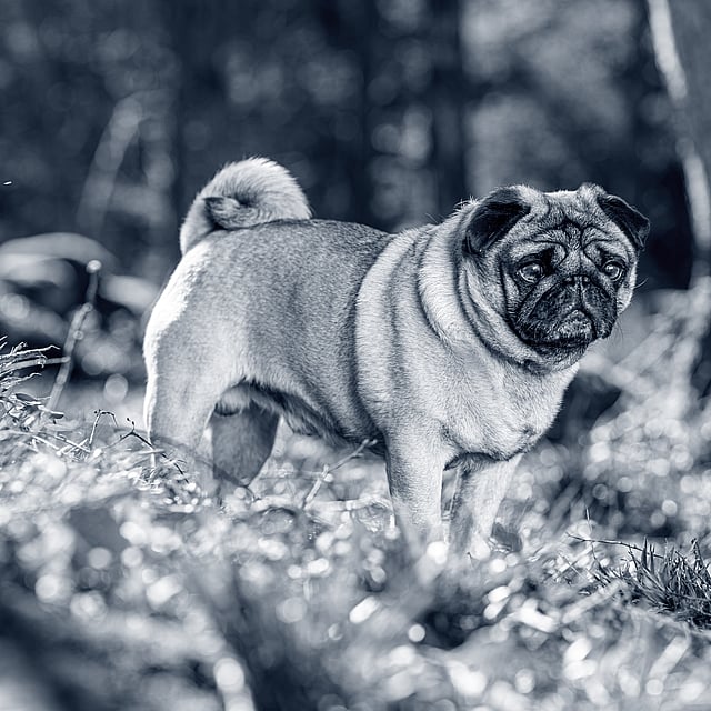 pug dog