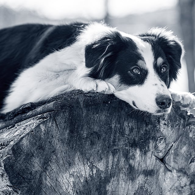 cão branco e preto