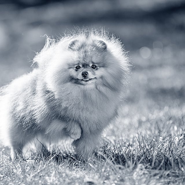 Um cachorro fofo correndo na grama.