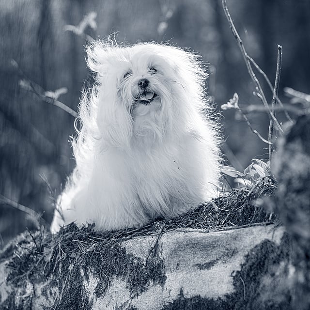 Coton de Tulear