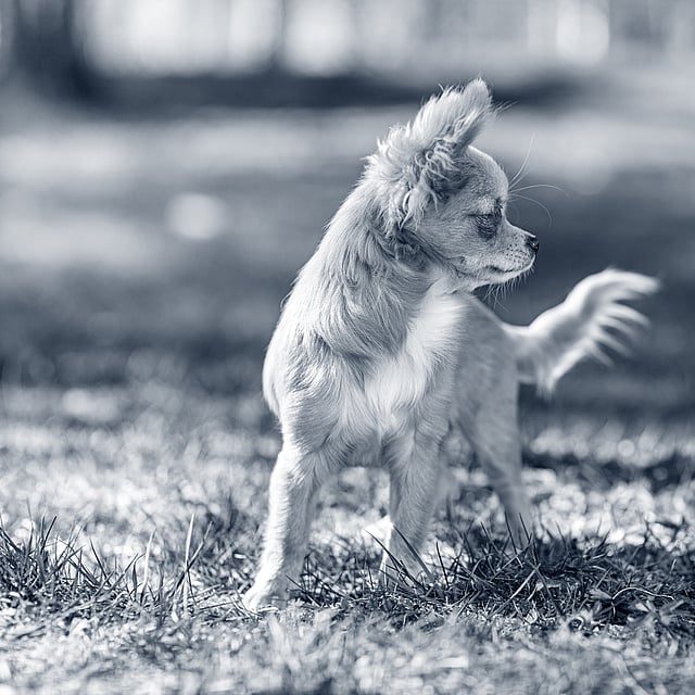 Um cachorro em pé na grama.
