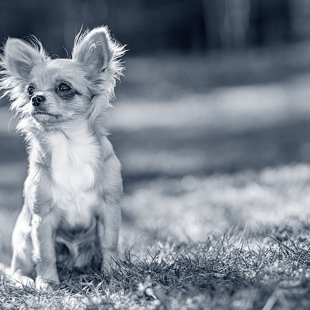 Um cachorro pequeno sentado na grama.