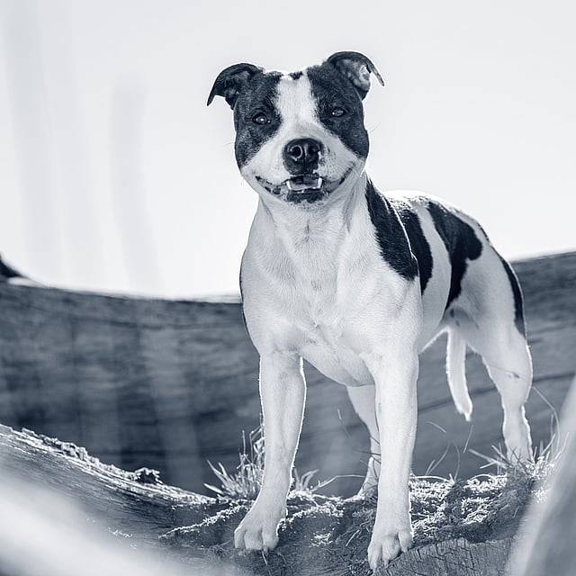 Um cachorro em pé sobre uma rocha.
