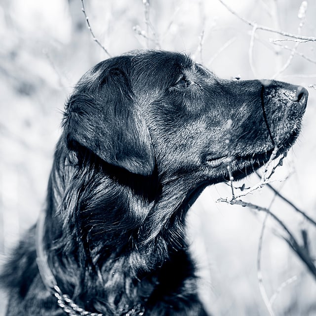cão preto