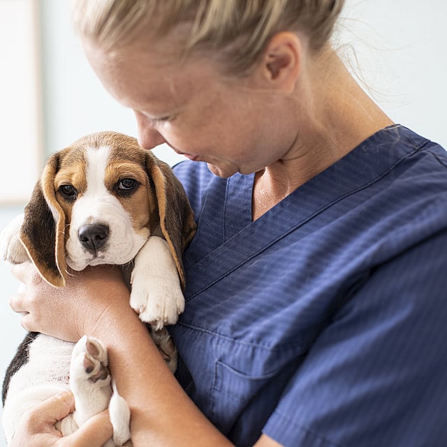 veterinário com cachorrinho marrom e branco