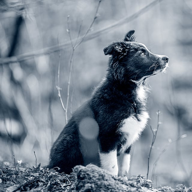 cão jovem de perfil