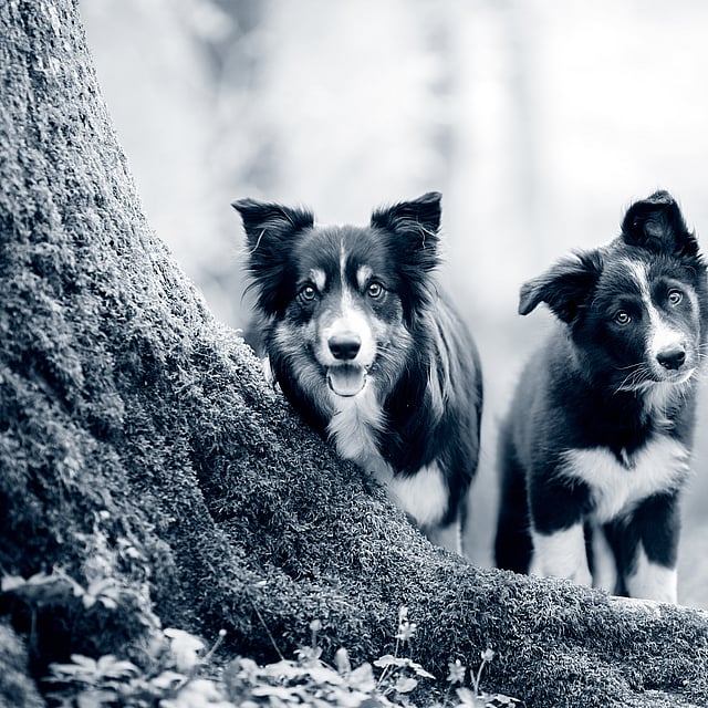 Dois cães em pé ao lado de uma árvore.