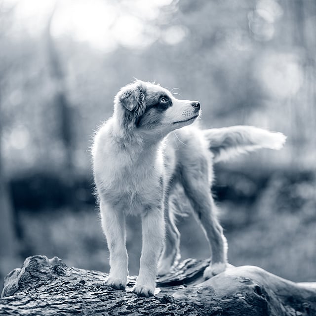 Um cachorro em pé em um tronco.
