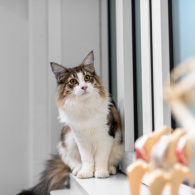 Um gato sentado no peitoril de uma janela.