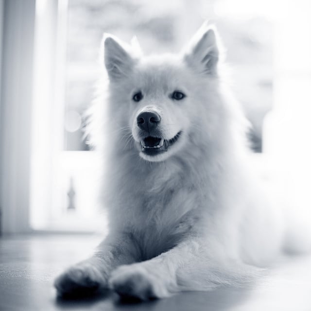 perro branco