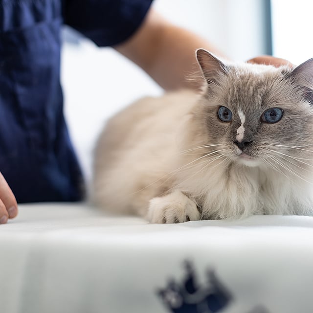 Um gato deitado em uma mesa.