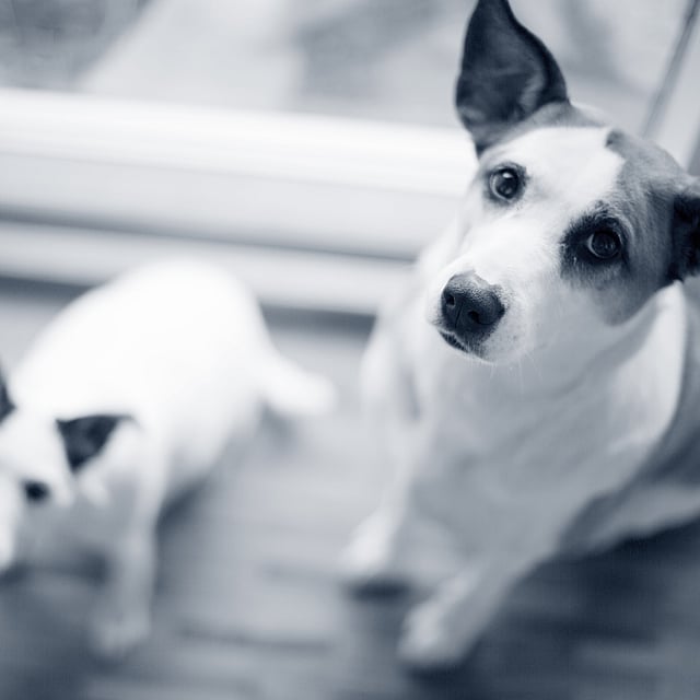 Dois cães olhando para a câmera.