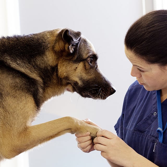 Pastor alemão com veterinário