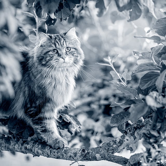gato Siberiano