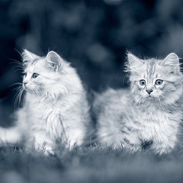 dois gatinhos