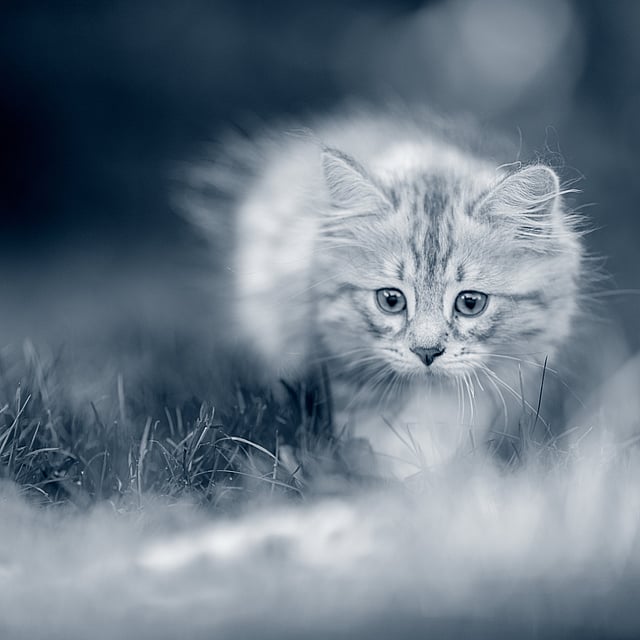 Um gato andando na grama.