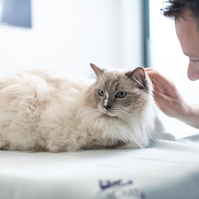 Uma pessoa acariciando um gato.