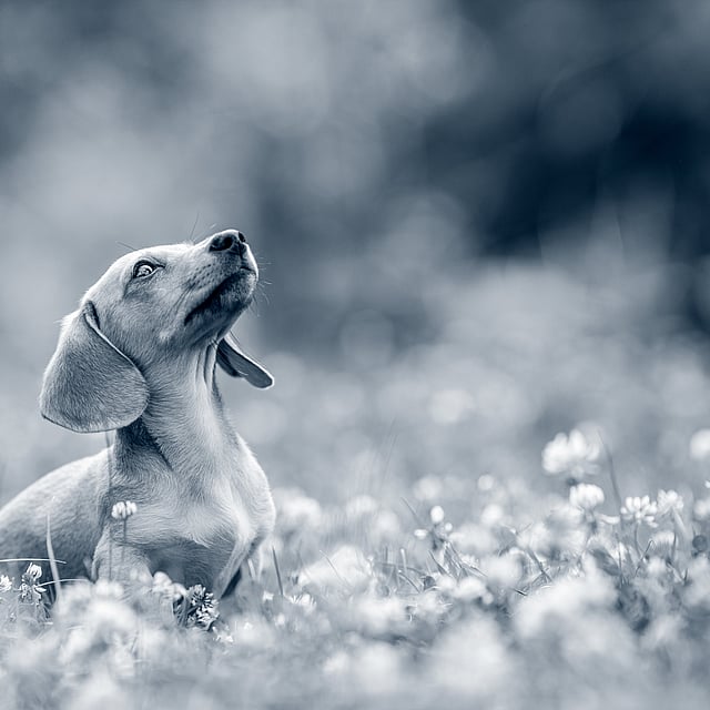Um cachorro sentado em um campo de flores.